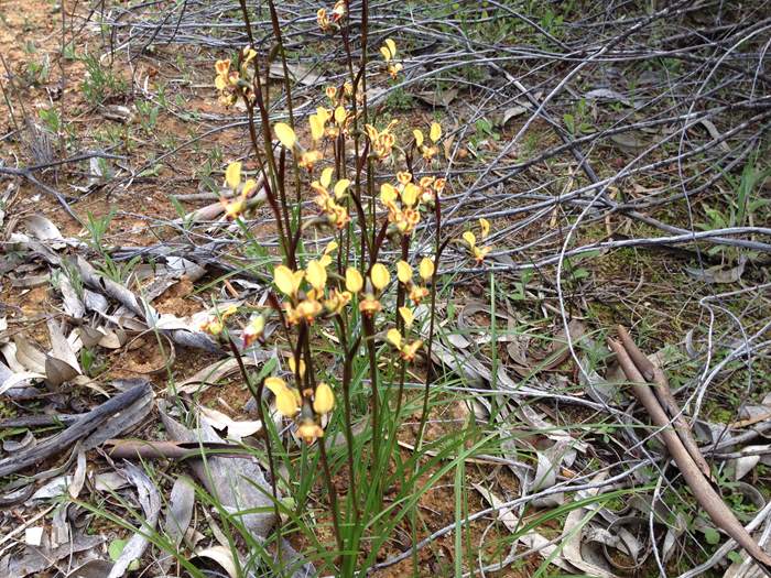 Diuris - Donkey orchid IMG_0587.JPG